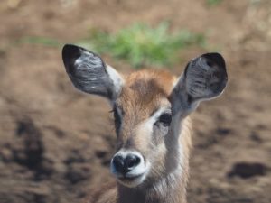murchison falls safari