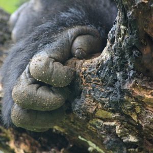 GORILLA TREKKING TOUR UGANDA – 3 DAYS GORILLA TREKKING TOUR UGANDA – 3 DAYS