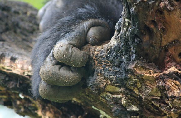 GORILLA TREKKING TOUR UGANDA – 3 DAYS GORILLA TREKKING TOUR UGANDA – 3 DAYS