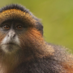 Golden Monkey Trekking
