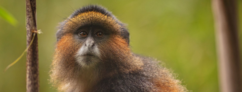 A group of golden monkeys in their natural habitat at Mgahinga National Park, surrounded by lush green vegetation and misty mountain scenery