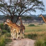 Lake mburo National Park