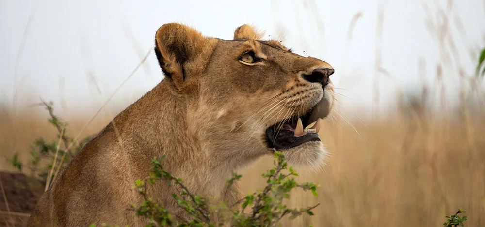 Best Gorilla Trekking & Wildlife Safaris in Uganda & Rwanda - Ayeye Holidays | Book Now for an Epic Adventure