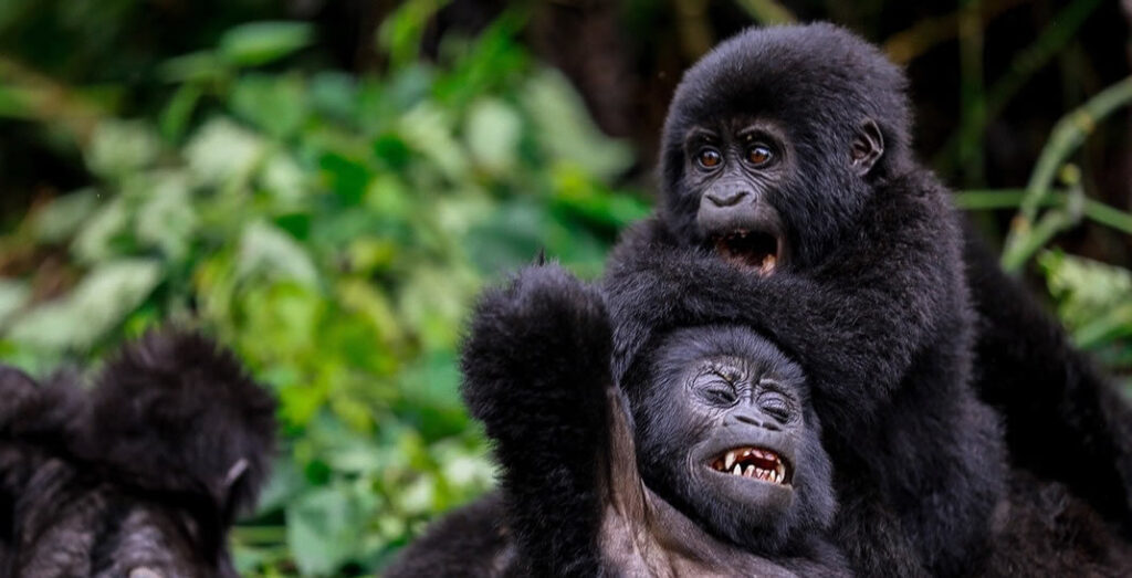 mountain gorillas in Bwindi forest