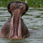 Wildlife & Game Drives