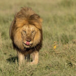 KENYA