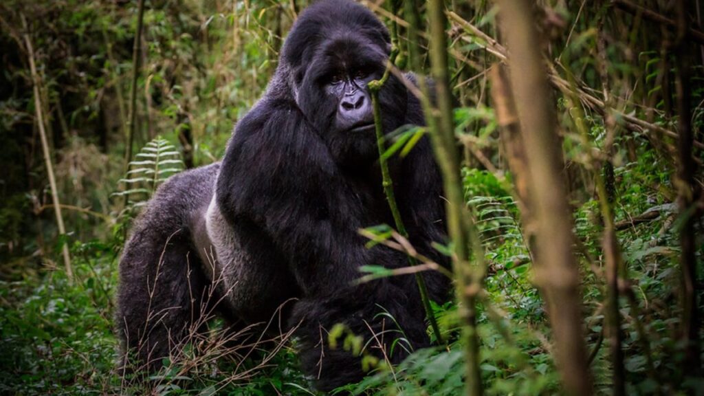 16-day-uganda-wildlife-primates-cultural-safari