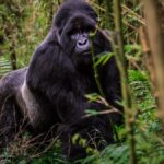 16-Day Uganda Wildlife, Primates & Cultural Safari