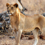 TANZANIA