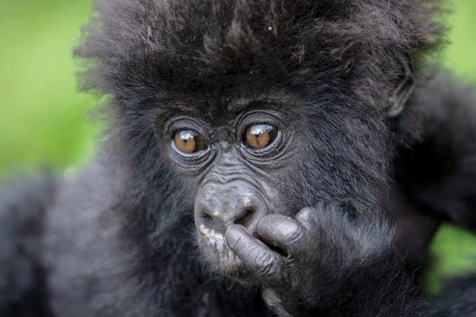 2 days Rwanda gorilla trek
