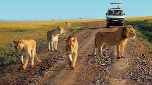 15 days Uganda- Rwanda safari