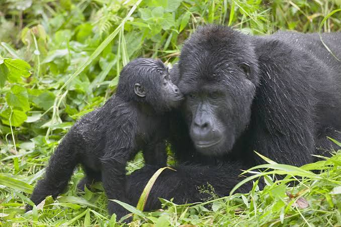4 days Rwanda gorilla tour