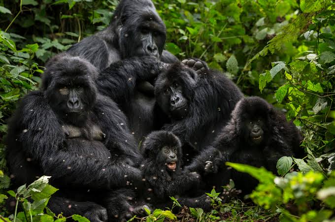 5 days Rwanda gorillas & chimps